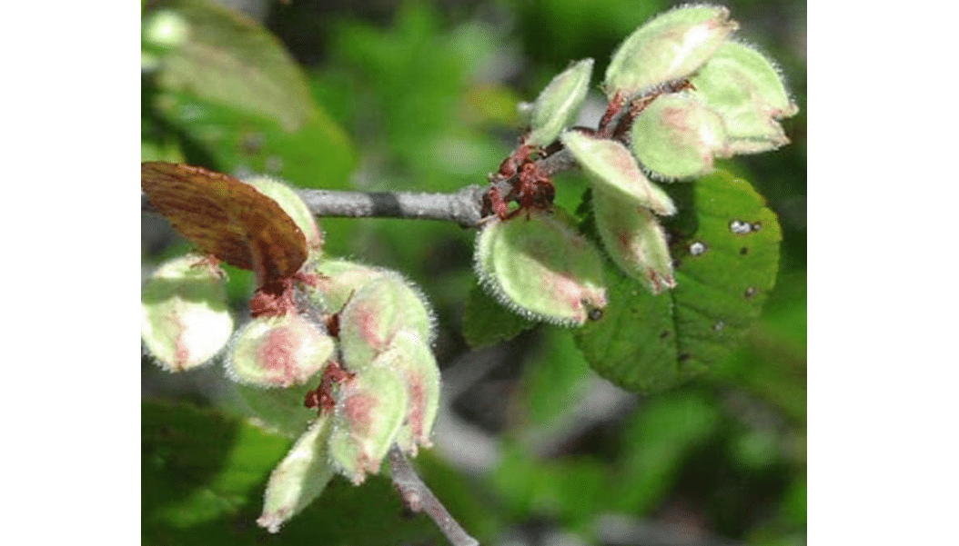 Ulmus crassifolia (Cedar Elm) Tree Seed, Dark Green Leaves, Turn Bright Yellow, red, Brown in Fall, Yellowish-Green Flowers, You Choose The Quantity