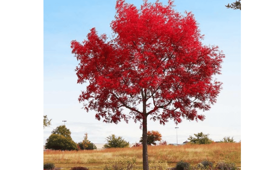Chinese Pistachio Tree (Pistachia chinesnsis) Aka Chinese Pistache