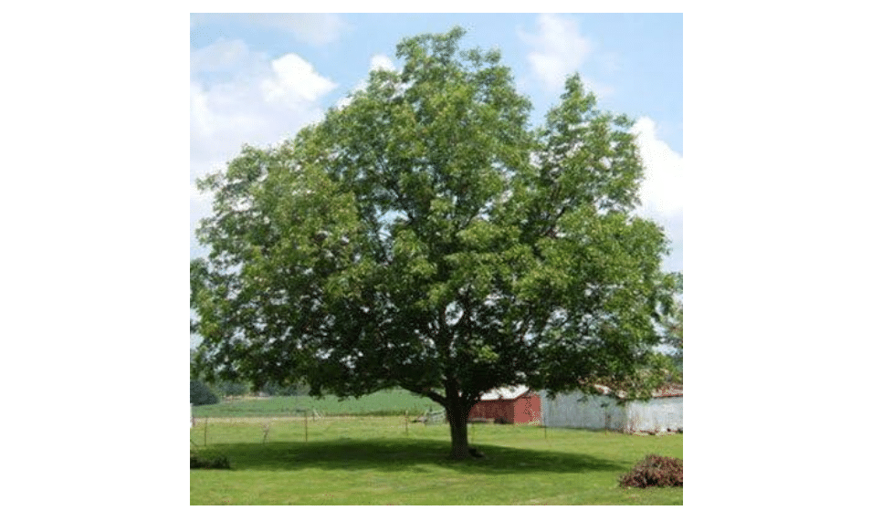 Brighter Blooms Elliot Pecan Tree, 3-4 Feet | Delicious Pecans for Fresh Snacking, No Shipping