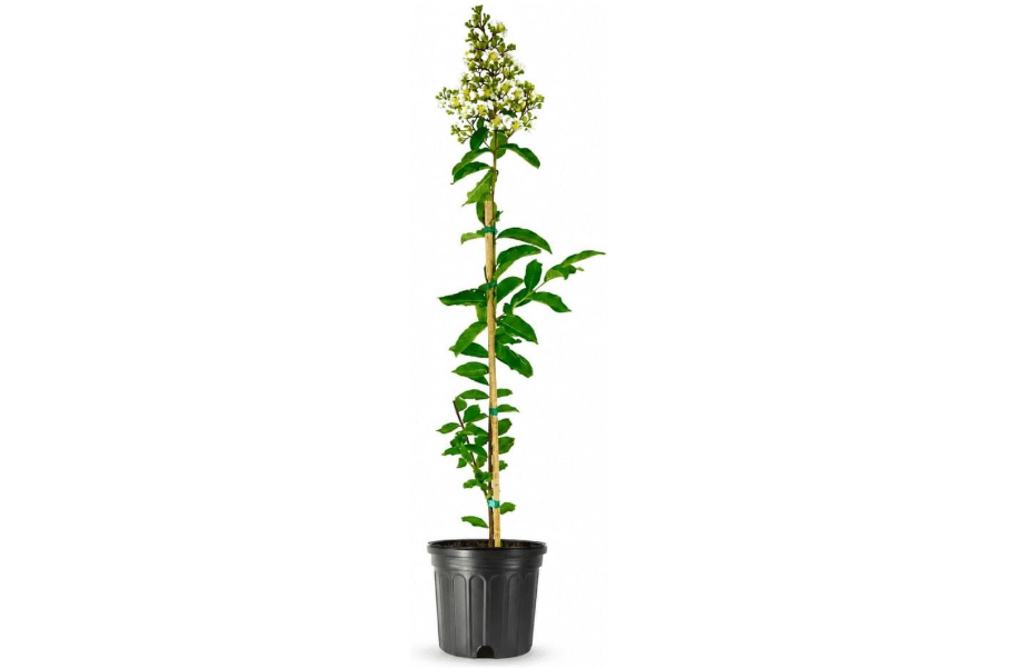 Crape Myrtle Natchez Plant | 3 Large Trade Gallon Size Pots | Lagerstroemia Indica | Ornamental Garden Flowering Tree