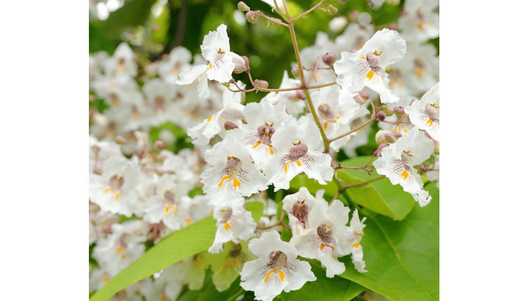 Northern Catalpa Tree - Speciosa, Well-Rooted 6-12 Inch in Quart Pot, Cold-Hardy Flowering