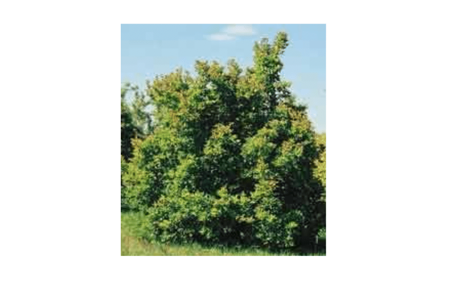 Acer tatarica: Tartarian Maple Seeds