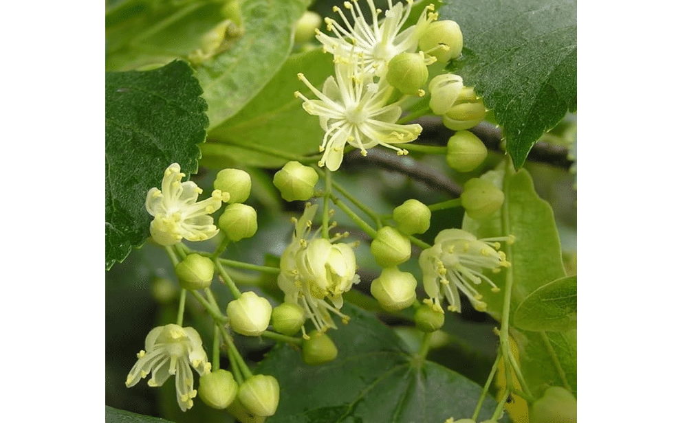 Tilia cordata (Littleleaf Linden) Tree Seeds, Fragrant, Yellowish-White Flowers, Seeds by MySeeds.Co, You Choose