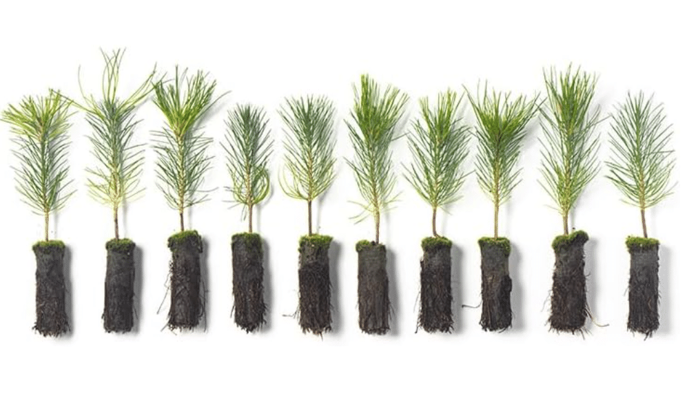 Ponderosa Pine Live Tree Plug Seedlings | 6"-12" | Arbor Day Foundation - (Due to Agricultural