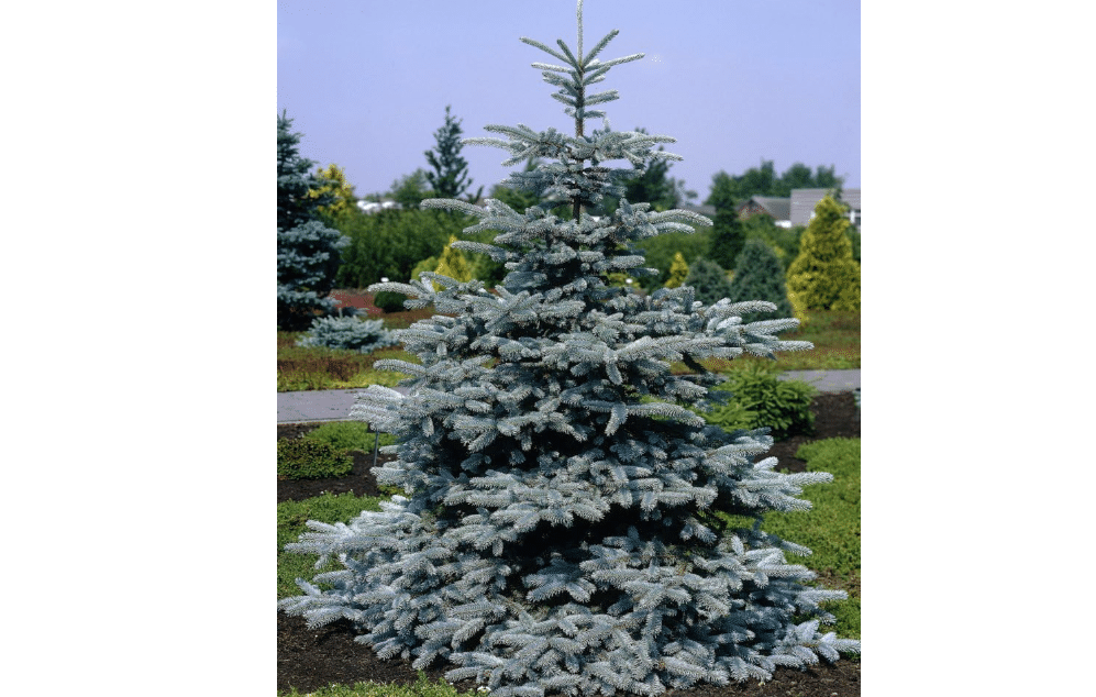 Hoopsii Colorado Blue Spruce - 2 Year Live Plant, Vibrant Blue Foliage