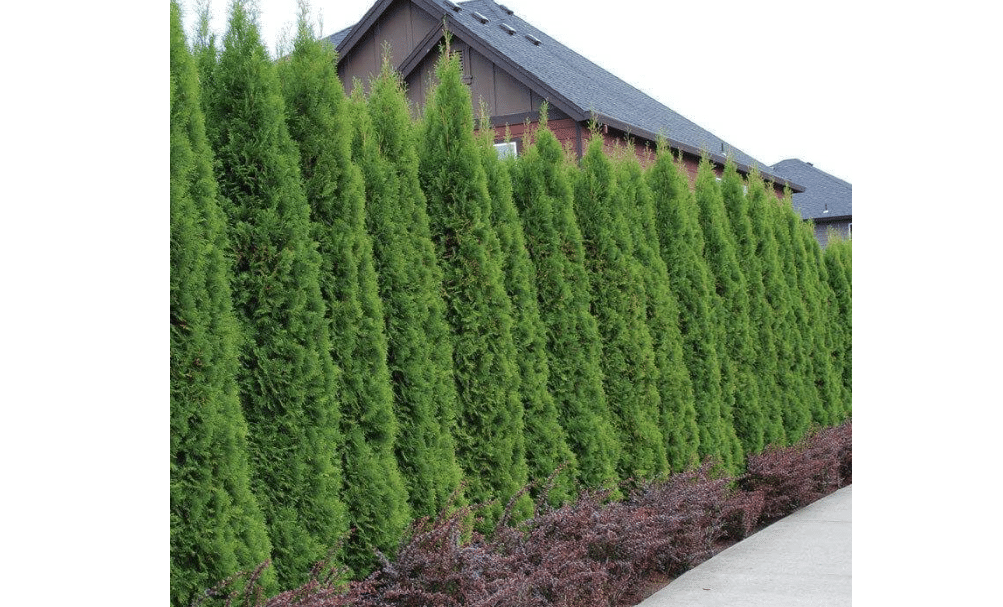  20 Emerald Green Arborvitae Trees/Shrubs - 6-12" Tall Plants - 2.5" Pots | Evergreen Privacy Screen Hedges/Bushes - Live Plants - Thuja occidentalis