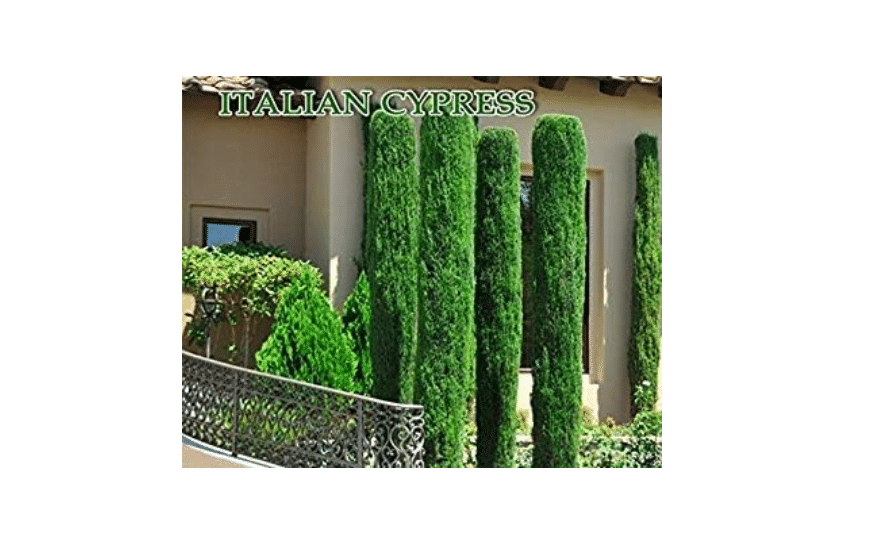  Italian cypress (Cupressus sempervirens)100 Seeds,Tuscan, or Graveyard Cypress,