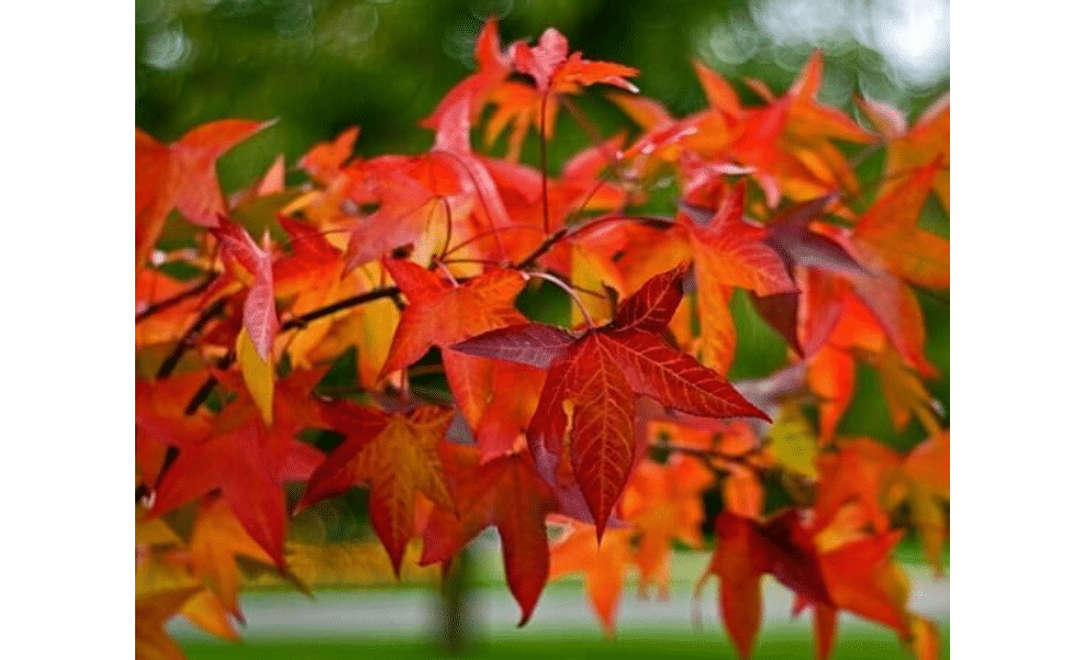  American Sweetgum Tree 12-18" Tall Live Plant - Liquidambar styraciflua