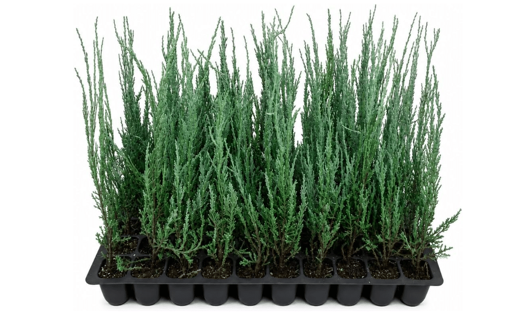 Blue Arrow Juniper | 3 Live Plants | Juniperus Scopulorum | Fast Growing Privacy Screen, Outdoor Evergreen Shrub, Narrow Columnar Shape, Low Maintenance