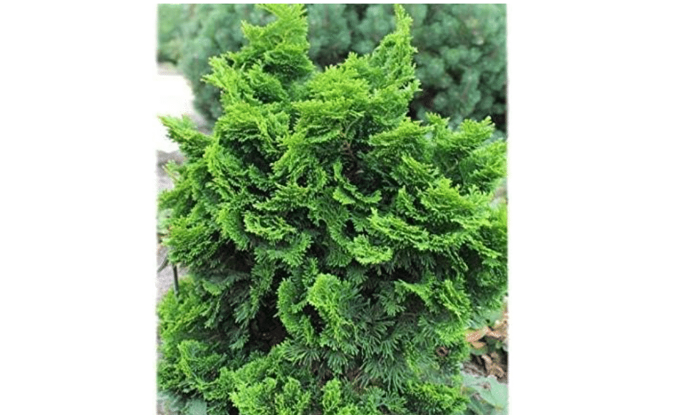  Dwarf Hinoki Cypress (Nana gracilis)