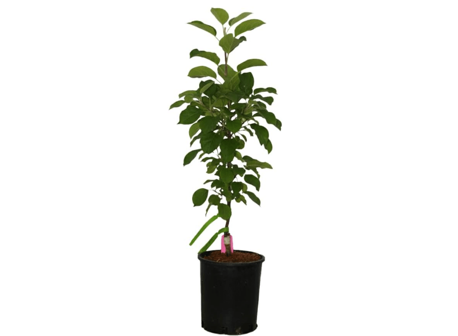  Sweet Treat Columnar Apple, Delicious Red Apples, 1 gal. Nursery Pot, 2–3 ft Tree Height (Ships to 48 States Including