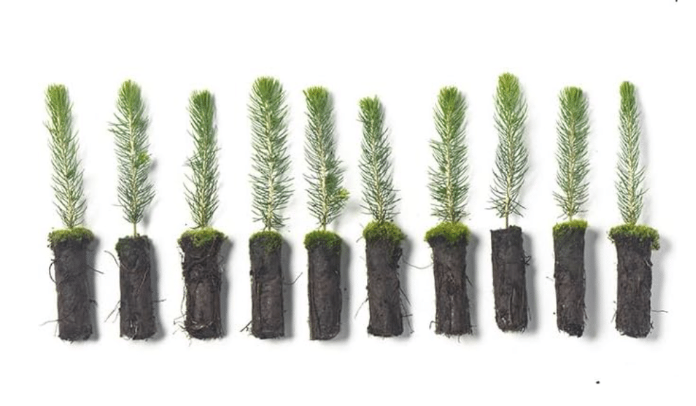  Arbor Day Foundation Colorado Blue Spruce Tree Plug Seedlings | 6"-12" | Outdoor