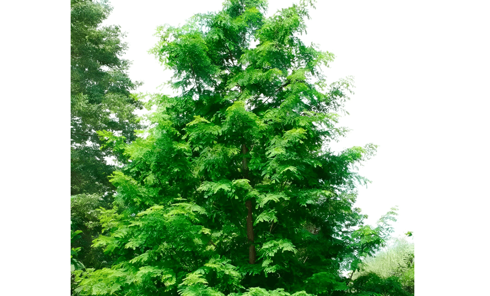  Dawn Redwood Tree – Fast-Growing Deciduous Evergreen-Like Tree, Elegant Garden & Landscape Accent for Yards, Parks & Large Containers