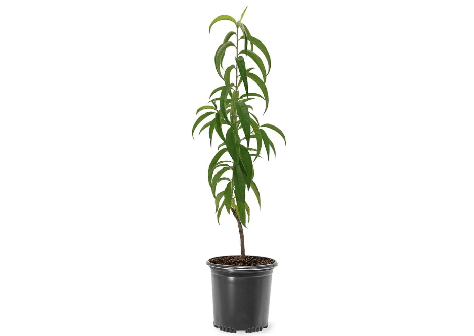  Elberta Peach Tree, Heirloom Variety, Pink Flowering, Self-Pollinator, 1 gal Nursery Pot, 1-2 ft Tree Height (Due to Agricultural Laws, we Cannot Ship 