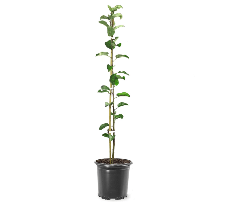  Honey Crisp Live Apple Tree, Red-Yellow Color, 1 gal Nursery Pot | Sweet Tart Flavor, 2-3 ft. Tree Height, Cannot Ship to CA, AZ, AK, or HI