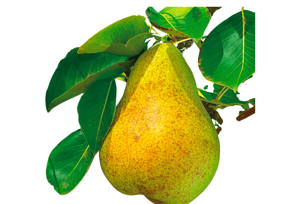  Kieffer Pear Tree Live Fruit Tree – European-Asian Hybrid Pear for Outdoor Garden & Home Orchard(5 Gallon