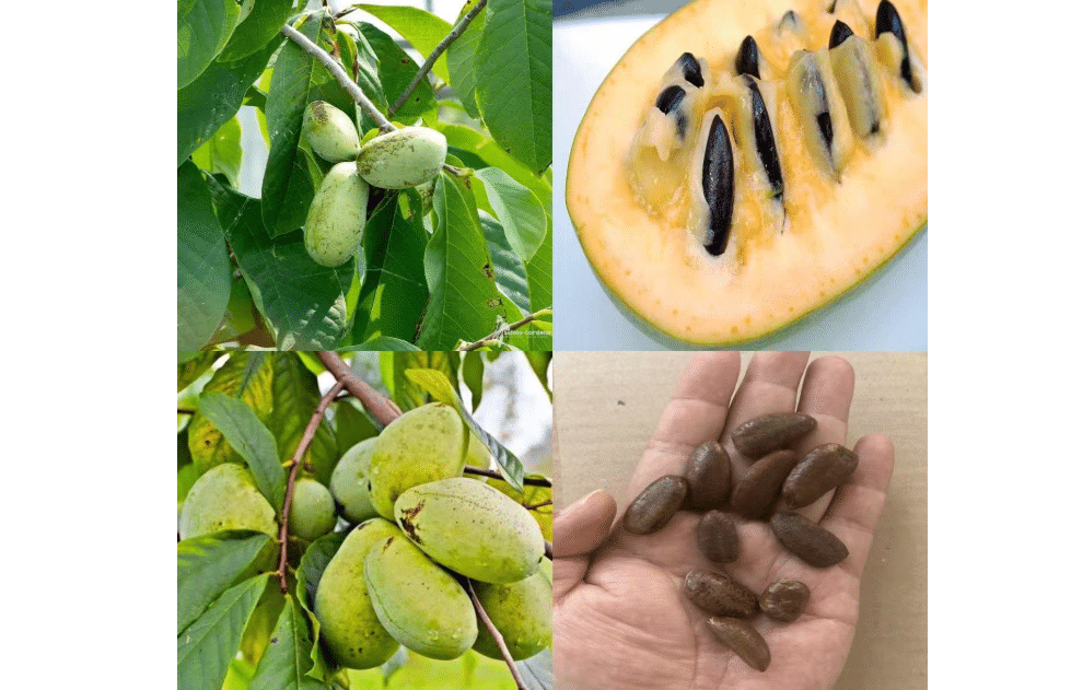  loseedsoo 10 Pawpaw Seeds for Planting – Asimina triloba Tree Seeds, Native Fruit Tree Seeds for Outdoor Growing, Deciduous Perennial Garden Seeds