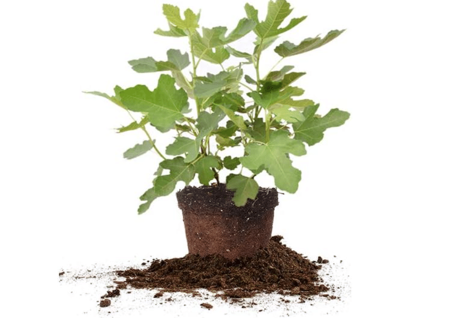  Perfect Plants Celeste Fig Tree, 3 Gallon, Live Plant | Self-pollinating with sweet light purple-brown sugar fruit each year, zones 6-10, compact, full sun