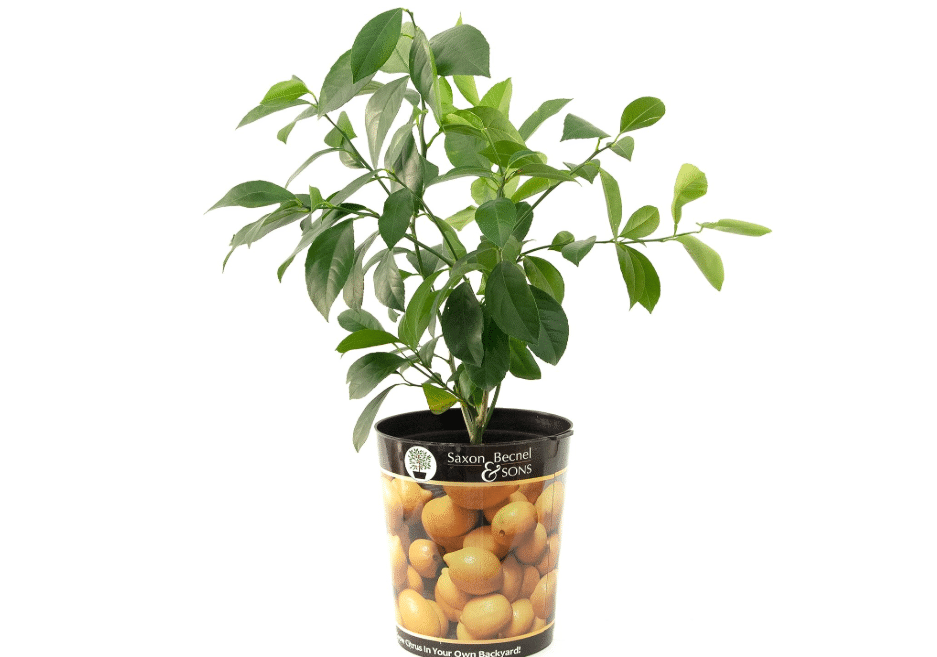 Garden State Bulb Meyer Lemon Tree, Citrus Live Plant (1 Gallon Growers Pot) Cannot Ship