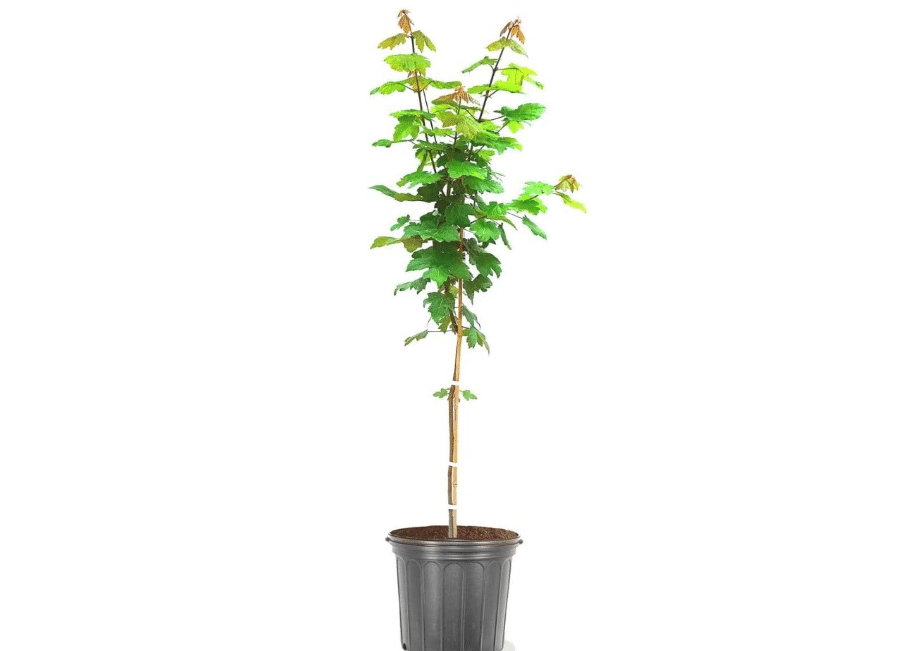 The Maple Autumn Blaze Tree, Vibrant Fall Foliage, Fast Growing, Drought Tolerance, 1 gal, Nursery Pot (Due to Agricultural Laws, we are Unable