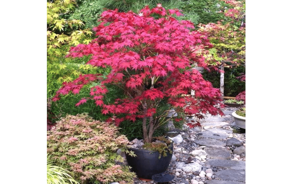 Brighter Blooms Bloodgood Japanese Maple Tree, 1-2 ft. | No Shipping