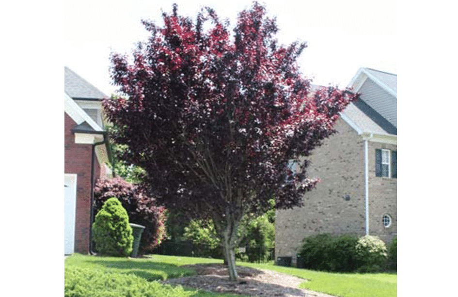 Brighter Blooms Crimson King Maple Tree,