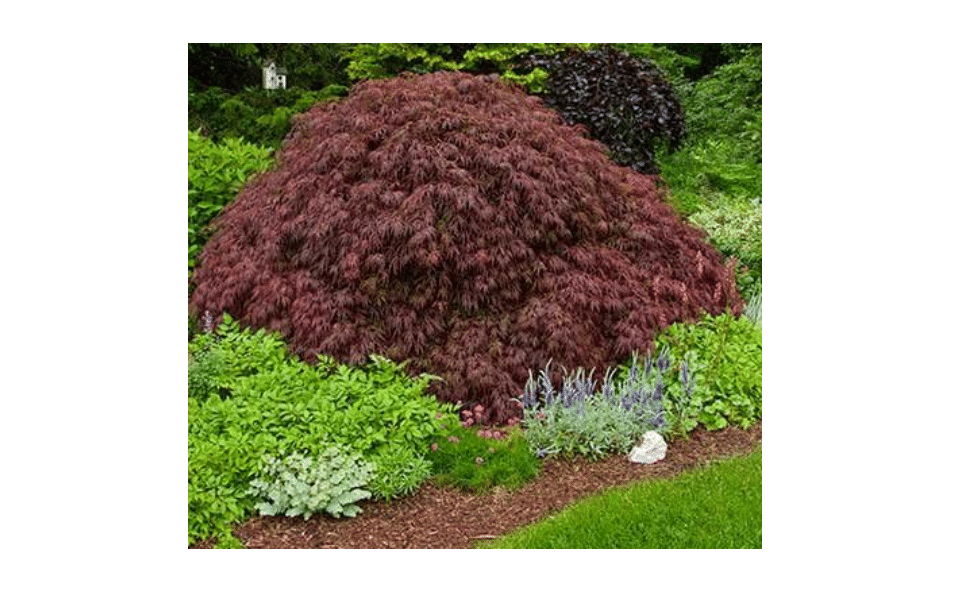 Crimson Queen Weeping LACE Leaf Japanese Maple - Acer palmatum dissectum 'Crimson Queen'