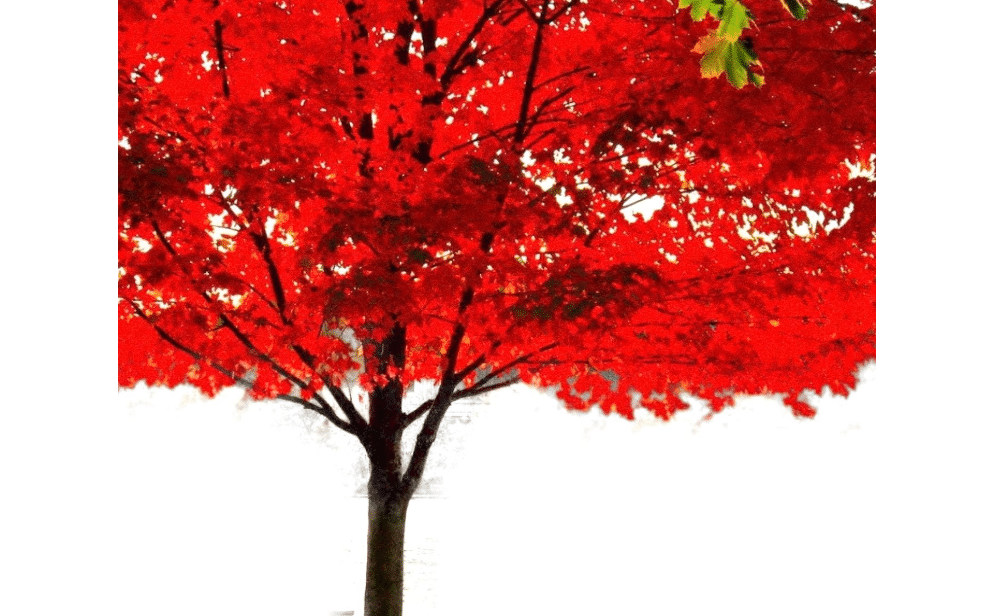 American Red Maple Shade Tree - Live Plant Shipped 2-3 Feet Tall by DAS Farms