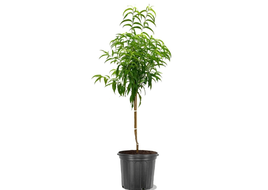 Red Haven Peach Tree, Freestone, Heavy-Bearing, Self-Pollinating, Deciduous, 5 gal Nursery Pot (Due to Agricultural Laws, we Cannot Ship
