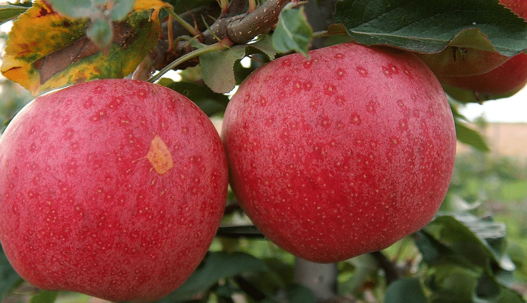 Gala Apple Tree - Grow Fresh Fruit - Live Plant Shipped 3 Feet Tall