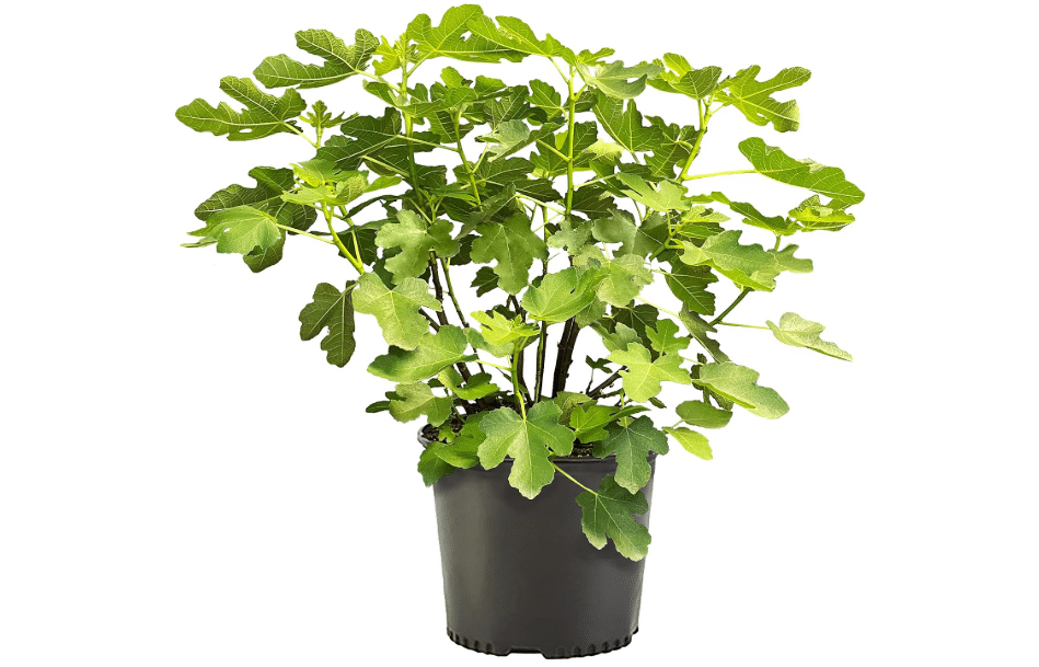 Fig 2.25 Gal. Brown Turkey Shrub