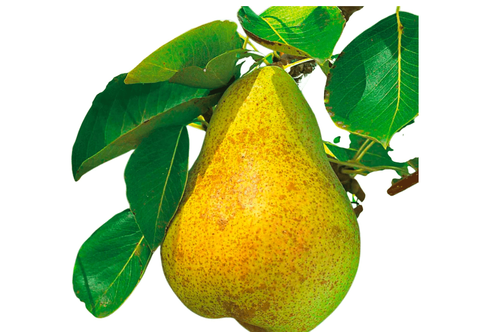 Kieffer Pear Tree Live Fruit Tree – European-Asian Hybrid Pear for Outdoor Garden & Home Orchard(5 Gallon