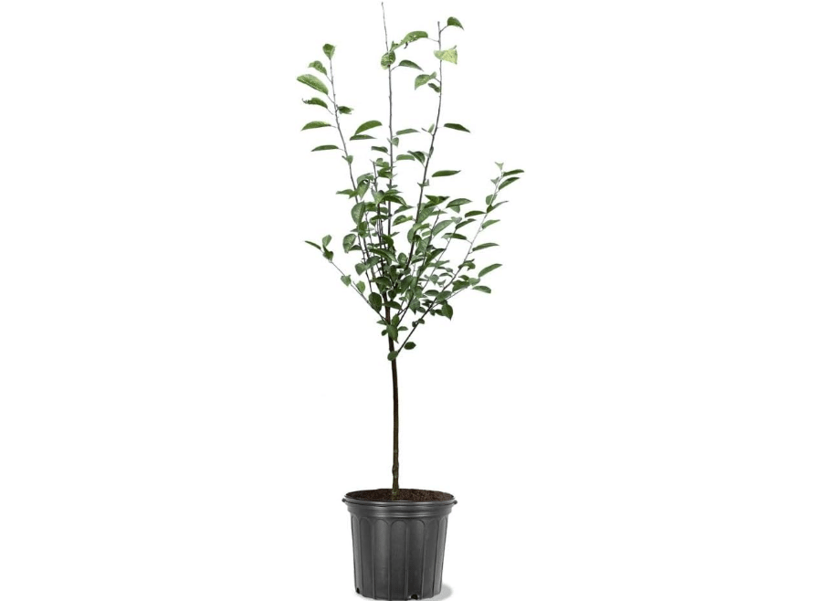 Generic BingCherry Tree, Sweetest Cherry, Generous Harvest, Vibrant Fruit, Hardy, 5 gal, Nursery Pot (Due to Agricultural Laws, we Cannot Ship
