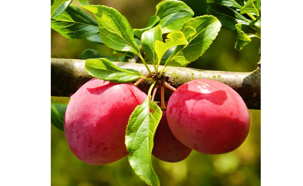 Methley Plum Tree, Sweet, Juicy Plum with Excellent Flavor and Early Ripening, 2-3 ft Tree Height, 5 gal. Grower Pot (Due to Agricultural Laws, we