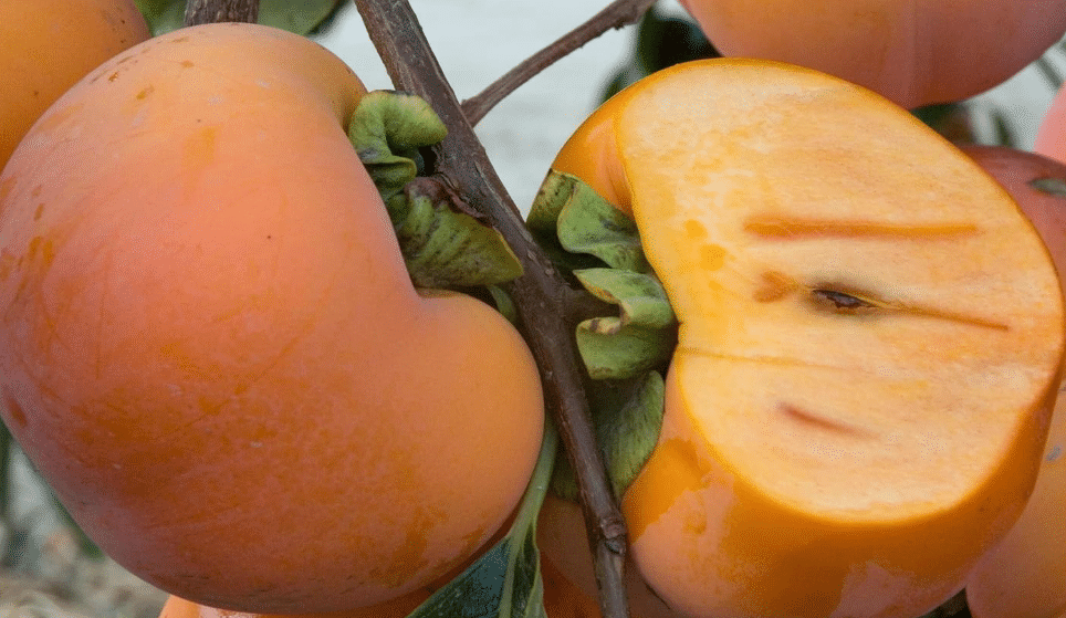 9EzTropical - Fuyu Giant Persimmon - 3 to 4 Feet Tall - Ship in 3 Gal Pot