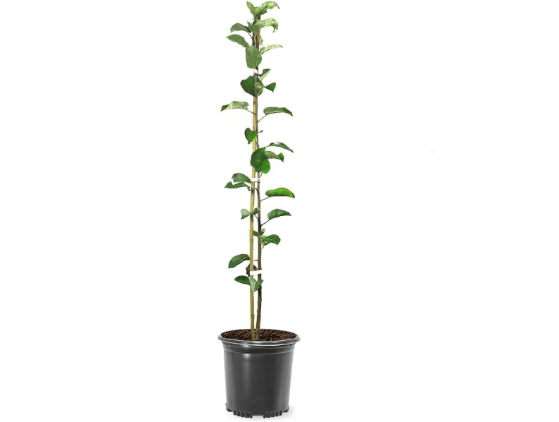 Fuji Apple Tree, 1 Gallon Live Nursery Pot, Sweet, Crisp Fruit | Arbor Day Foundation (Due to Agricultural Laws, Unavailable