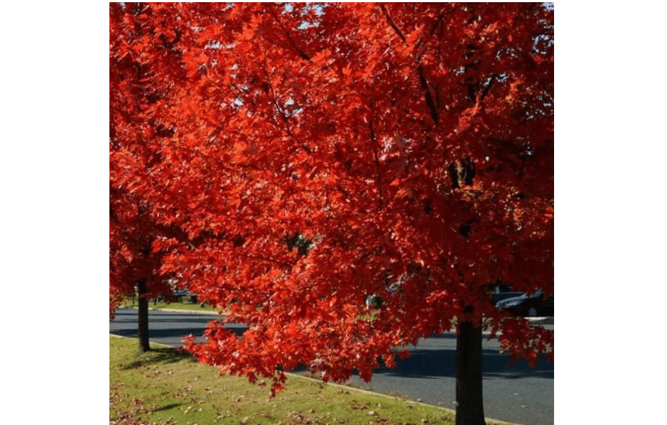 Autumn Blaze Maple Tree - 1 Gallon, Established Roots Potted - Acer x Freemanii, Fast Growing