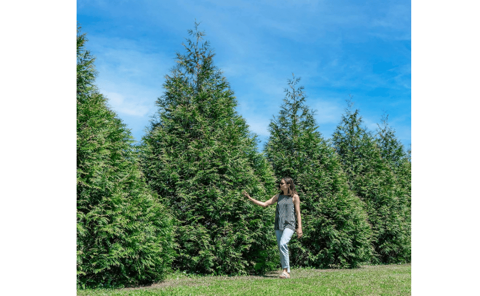 Perfect Plants Thuja Green Giant Arborvitae, Liner (18-Pack), Privacy Trees | Grows 3-5 feet per year, fast growing evergreen screen for hedges and natural