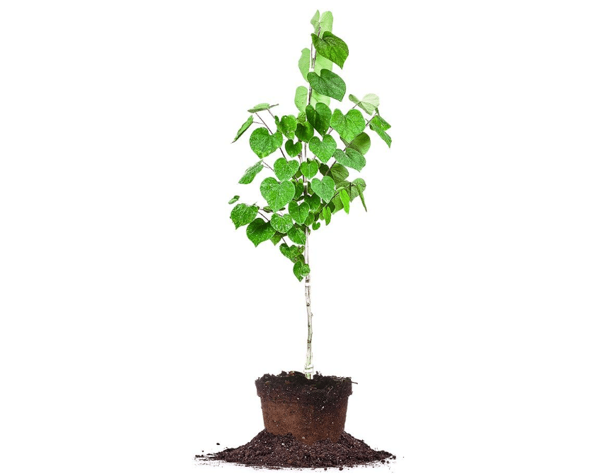 Perfect Plants Eastern Redbud Tree, 4-5 ft, Live Plant | Rose-purple blooms cover bare branches in early spring, zones 4-9, heart-shaped leaves