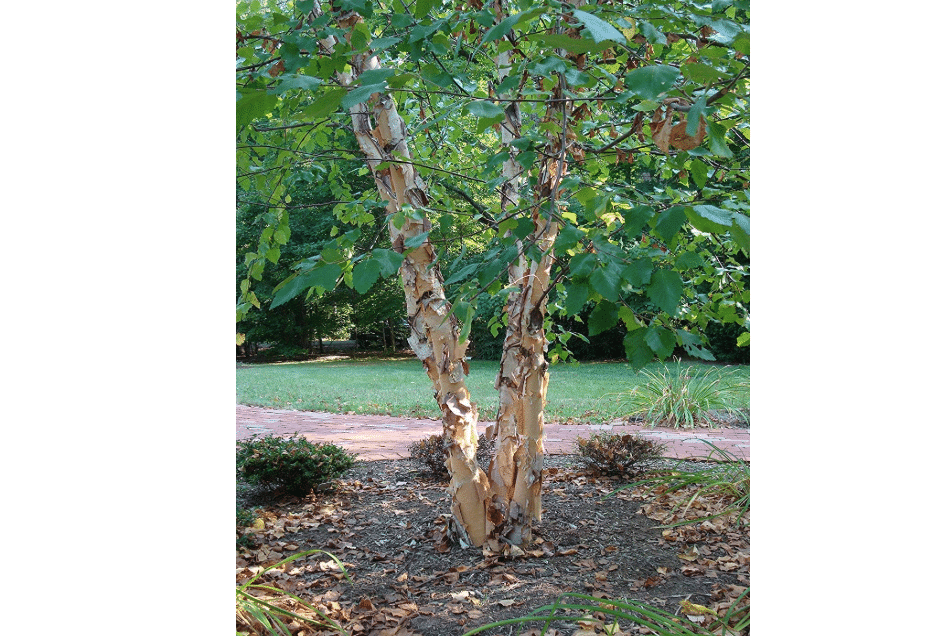 River Birch Tree - Live Plant Shipped 3 Feet Tall by DAS Farms | Provides Partial Shade, Allows Grass to Grow Beneath
