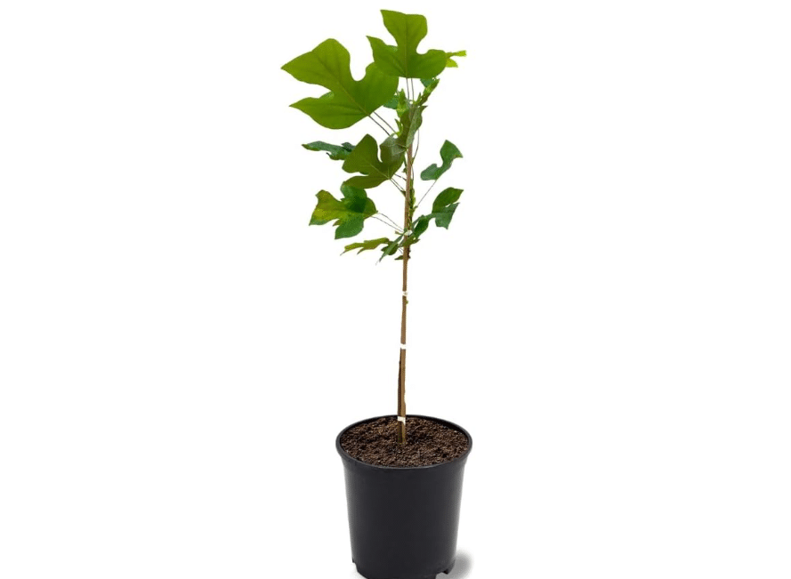Tulip Poplar Tree, Yellow Blossoms, Lustrous Green Foliage, Deciduous, 2-3 ft Tree Height, 1 gal Nursery Pot (Due to Agricultural Laws, we Cannot Ship