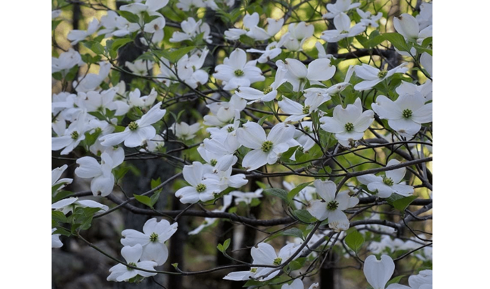 White Flowering Dogwood Tree, Cornus Florida 1-2' Tall Potted Plant