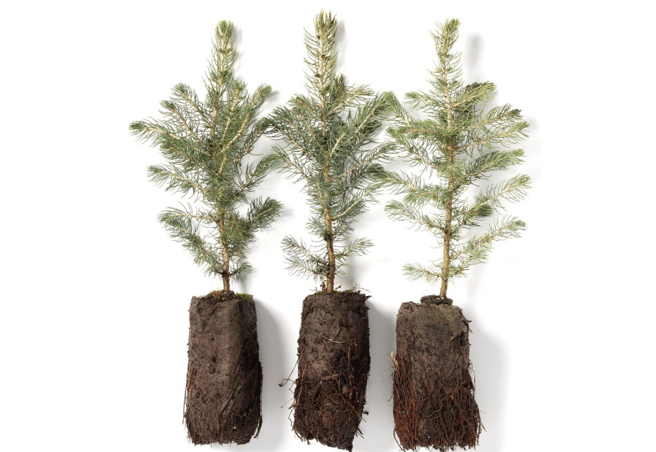 Colorado Blue Spruce Jumbo Tree Plug Seedlings | 12"-18" | Arbor Day Foundation (3-Pack