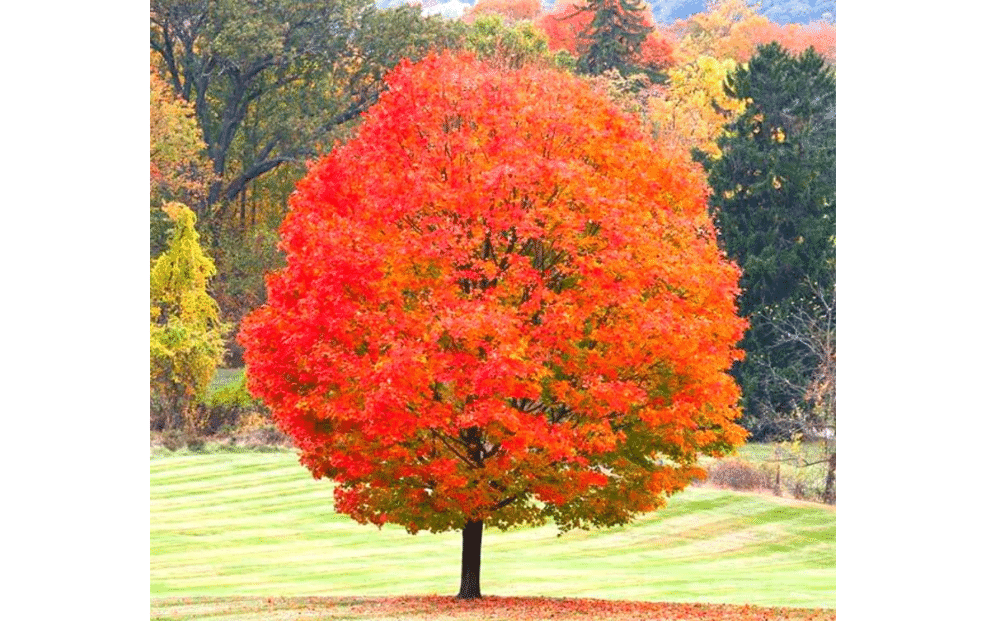 Sugar Maple Tree - 18-36" Tall Live Plant - Gallon Pot - Acer Saccharum