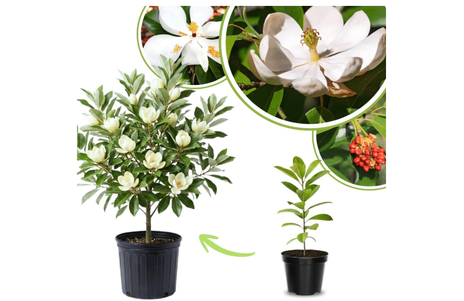 Sweetbay Magnolia Live Plant, Ornamental Tree, 6-12 Inch Tall, 2.5 Inch Pot | Frost Hardy Tree, Matures 15-30 Feet, Steady Water, Decorative, Full Sun,