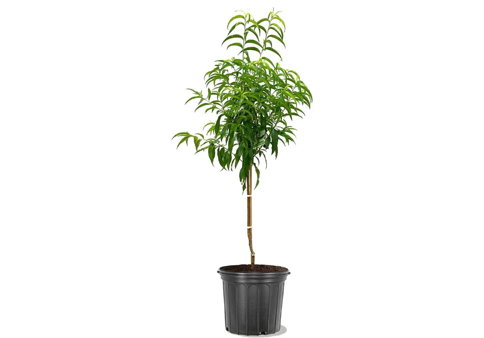 Sun Best Nectarine, Vibrant, Sweet, and Juicy Yellow-Fleshed, 5 gal. Nursery Pot, 2-3 ft Tree Height (Due to Agricultural
