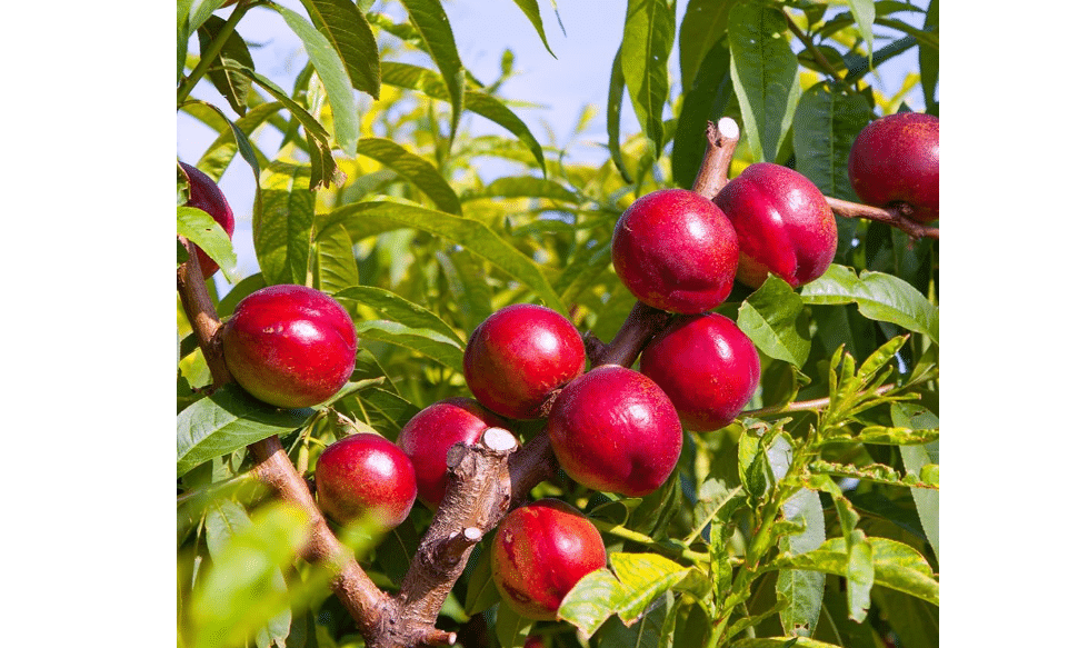 Mericrest Nectarine, Cold-Hardy, Sweet, and Juicy Red-Skinned Nectarine, 5 gal. Nursery Pot, 2-3 ft Tree Height (Due to Agricultural Laws
