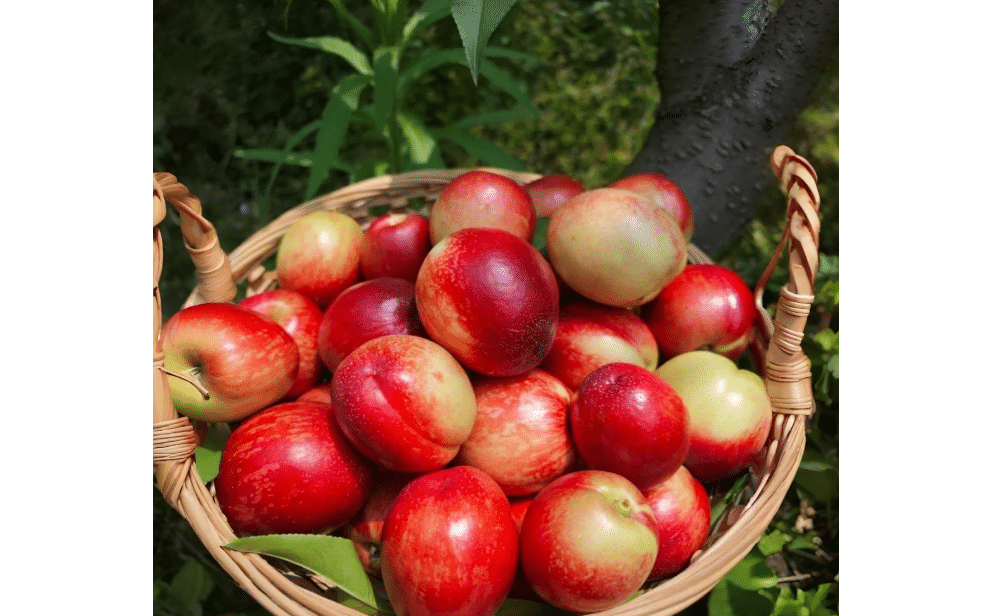 5 Nectarine Tree Seeds Non-GMO Fruit Seeds for Planting Fast-Growing, Hardy Variety Ideal for Gardeners Wanting Fresh