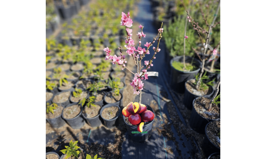 Dwarf Double Delight Nectarine Tree, Grafted Fruit Tree for Patio, 3-4 Feet Tall, Potted
