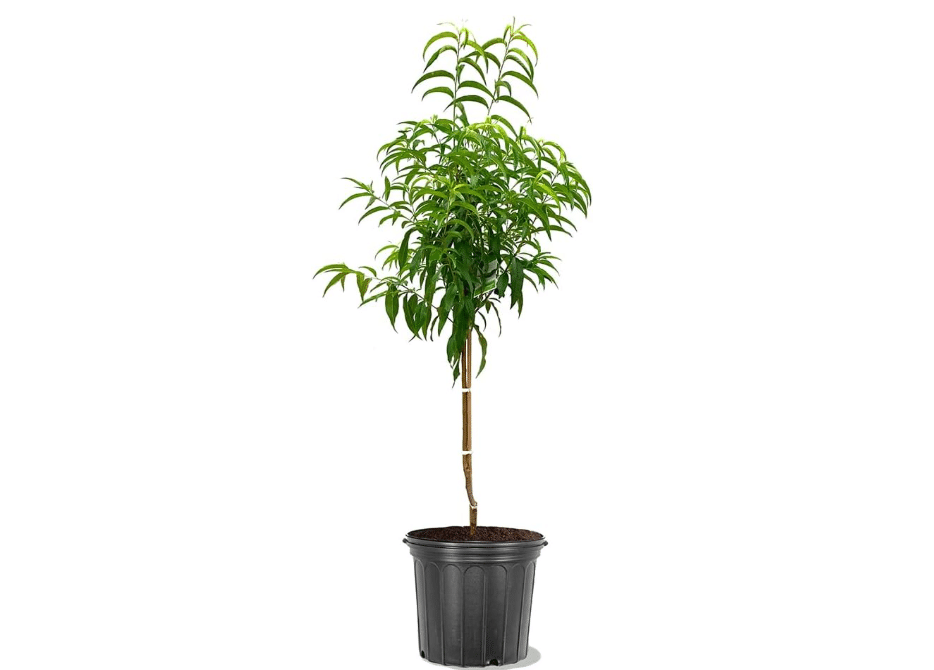 Sun Best Nectarine, Vibrant, Sweet, and Juicy Yellow-Fleshed, 5 gal. Nursery Pot, 2-3 ft Tree Height (Due to Agricultural Laws, we Cannot Ship